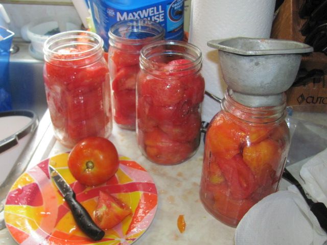 180813 002  tomatoes 002.jpg