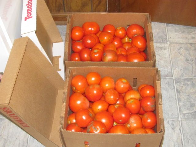 180813 001 tomatoes 002.jpg