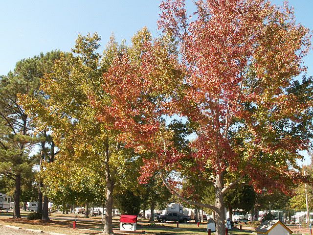 071024 001 fall color 001.jpg