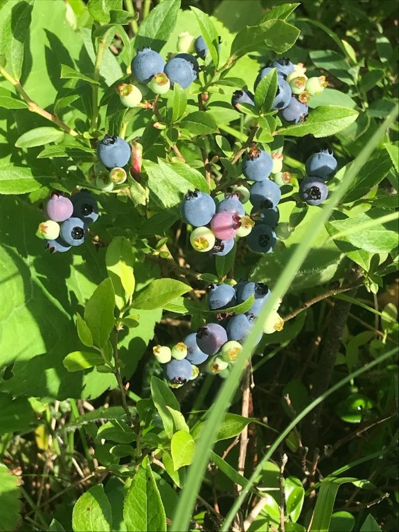 blueberries.jpg