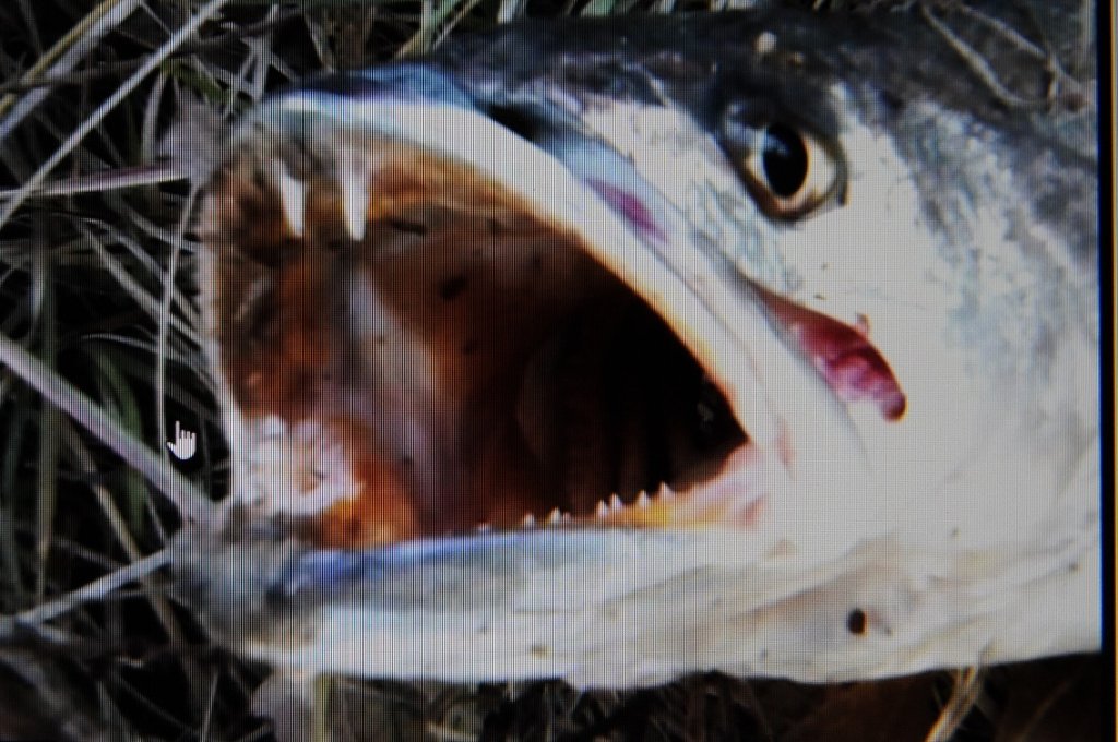 speckled trout fangs.jpg