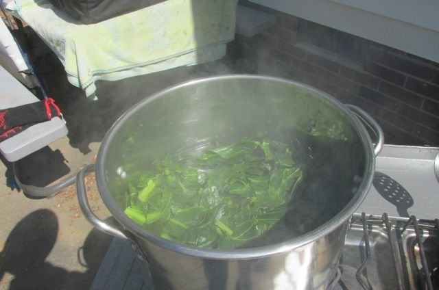 200417 001 boiling collards 002.jpg