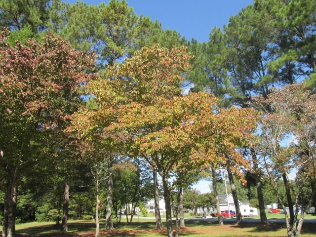 201002 001 dogwoods turning 002.jpg