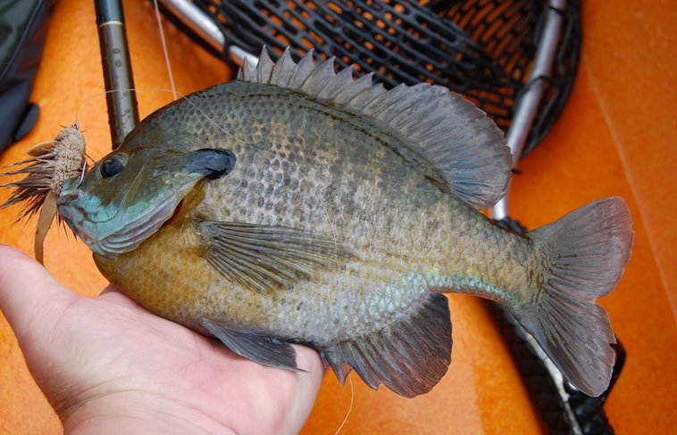 pond mouse bream.JPG