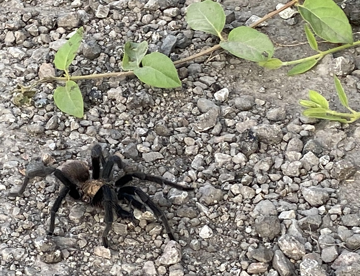 tarantula crossing the road 230621 2.jpg