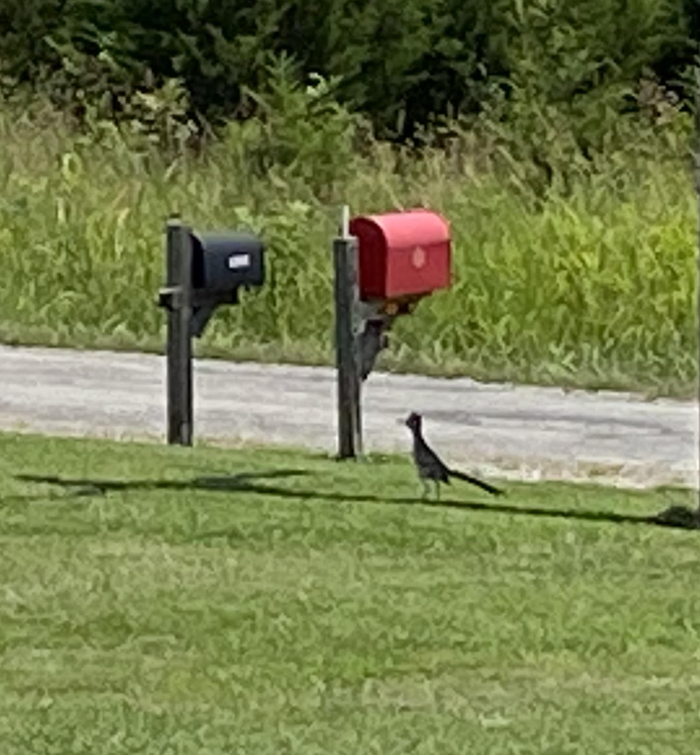 roadrunner 1a 230629.jpg