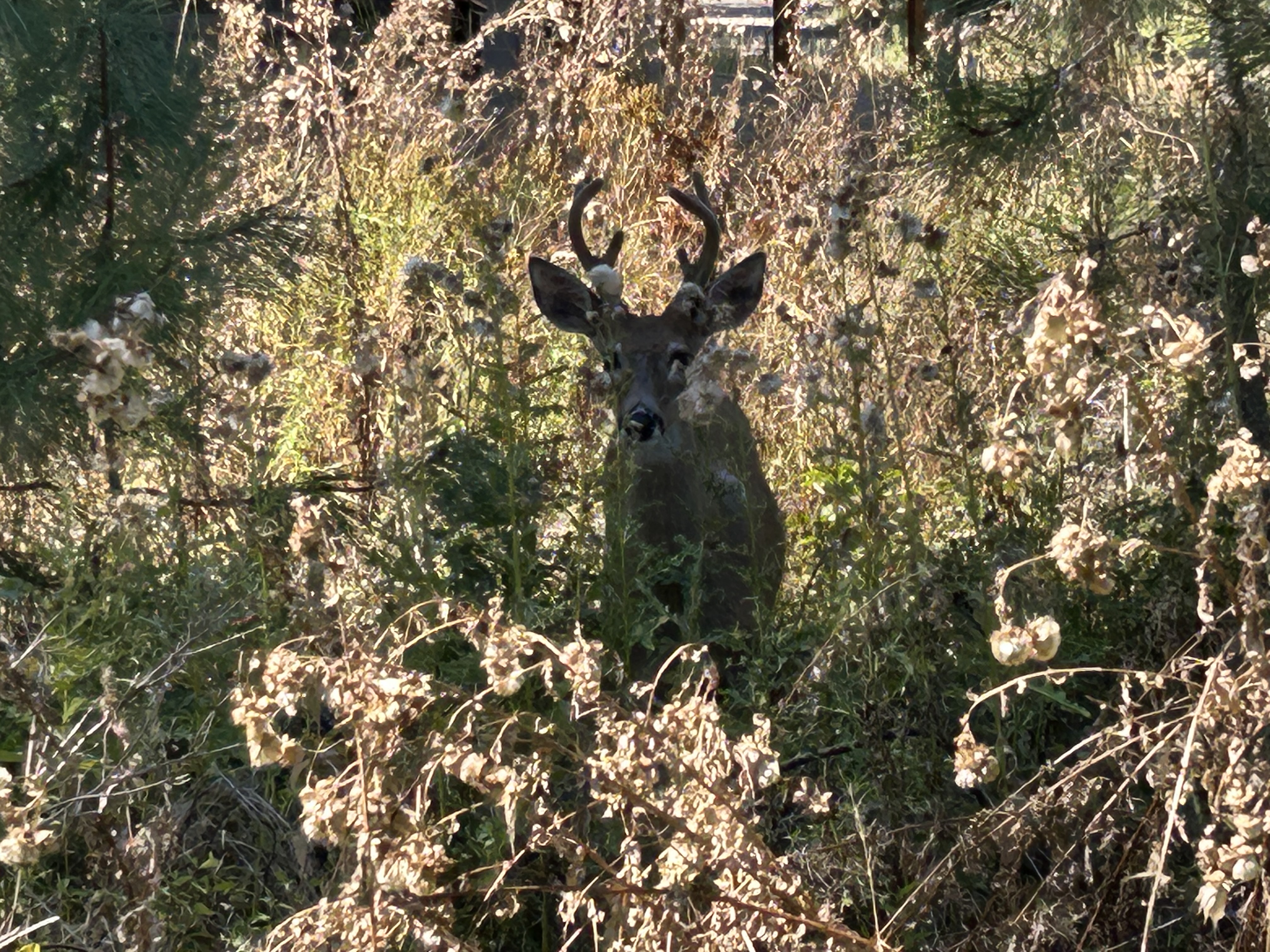 IMG_6128.jpeg