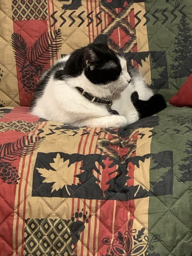 Oreo2.jpg