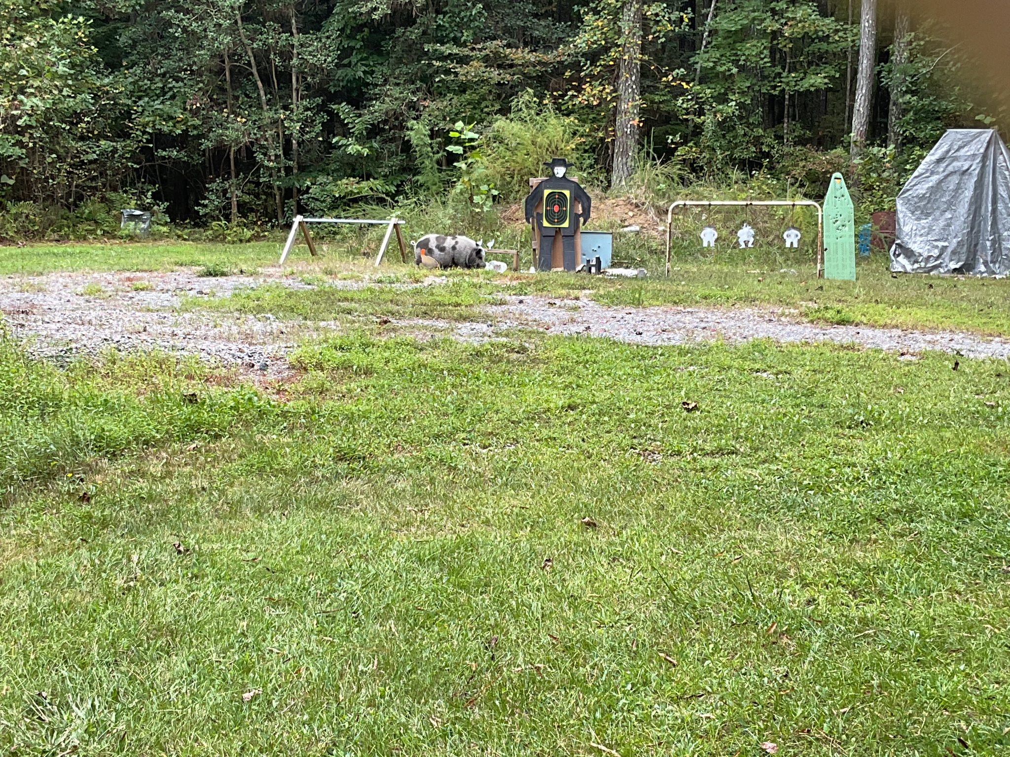 a lot of ham and bacon checking out my pig target.jpg