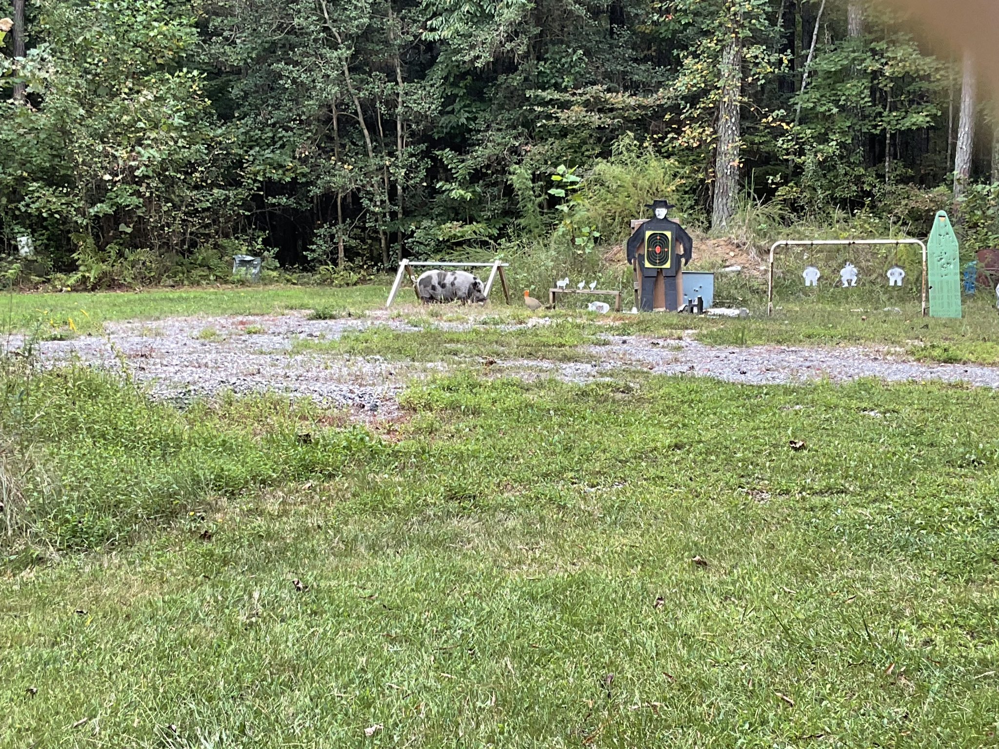 when your pig target comes to life.jpg