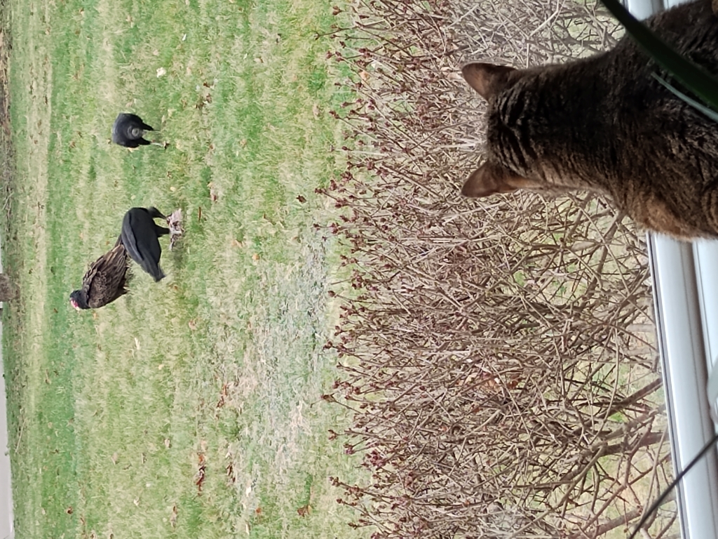 Yup. Those Are Big Birds