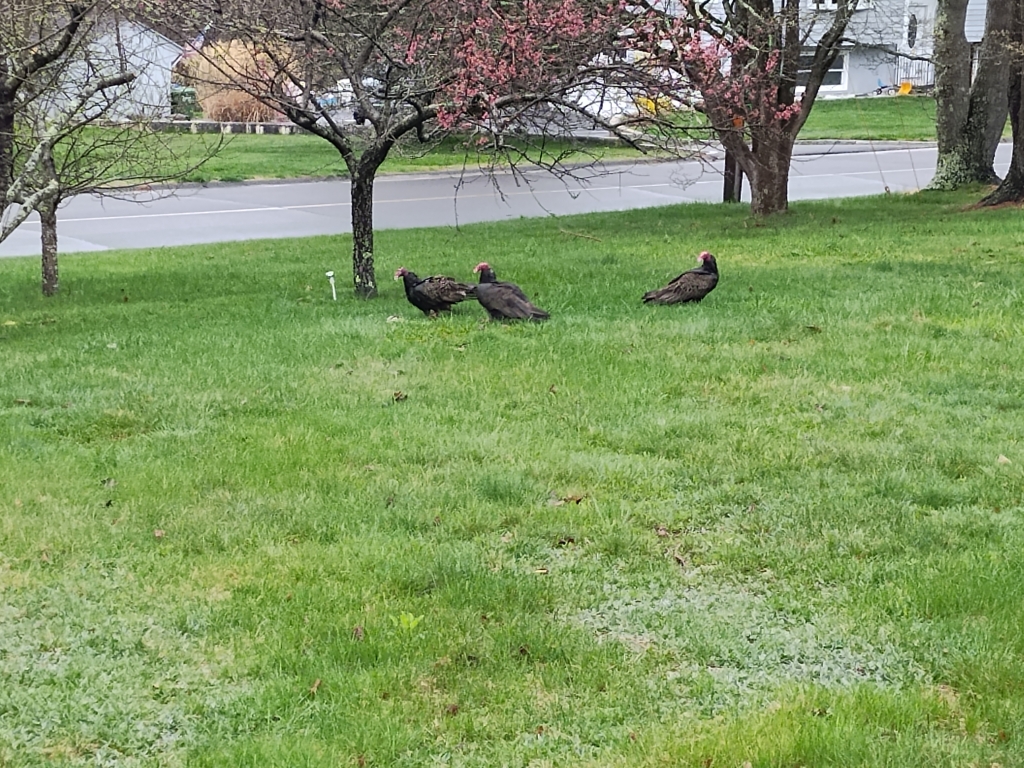 Big Birds