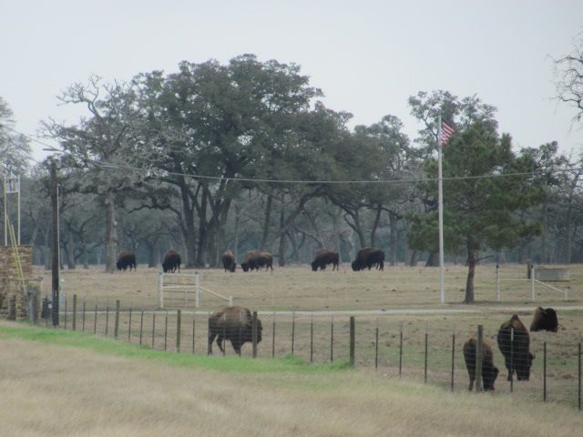 180212 001 Buffalo near Columbus 001.jpg