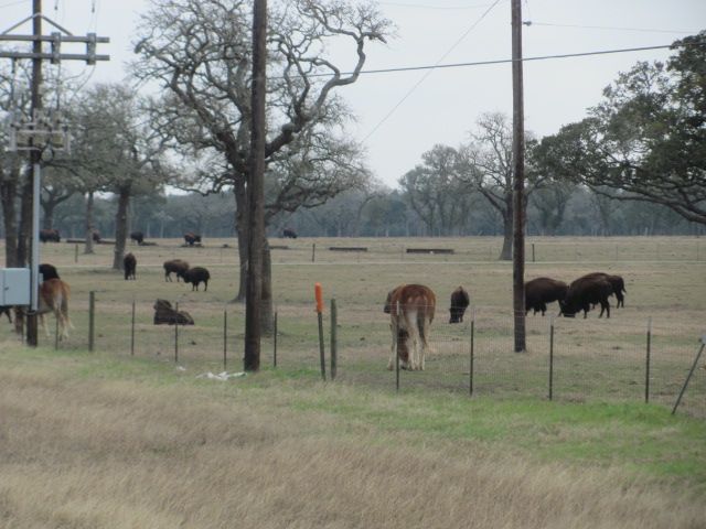 180212 001 Buffalo near Columbus 003.jpg