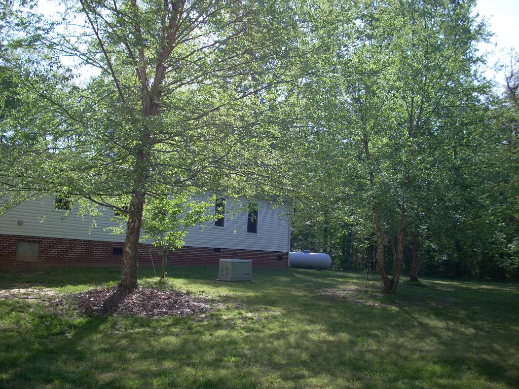 river birches and dogwood.jpg