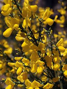 Scotch Broom1.jpg