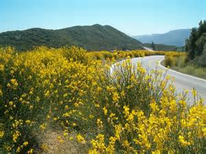 Scotch Broom2.jpg