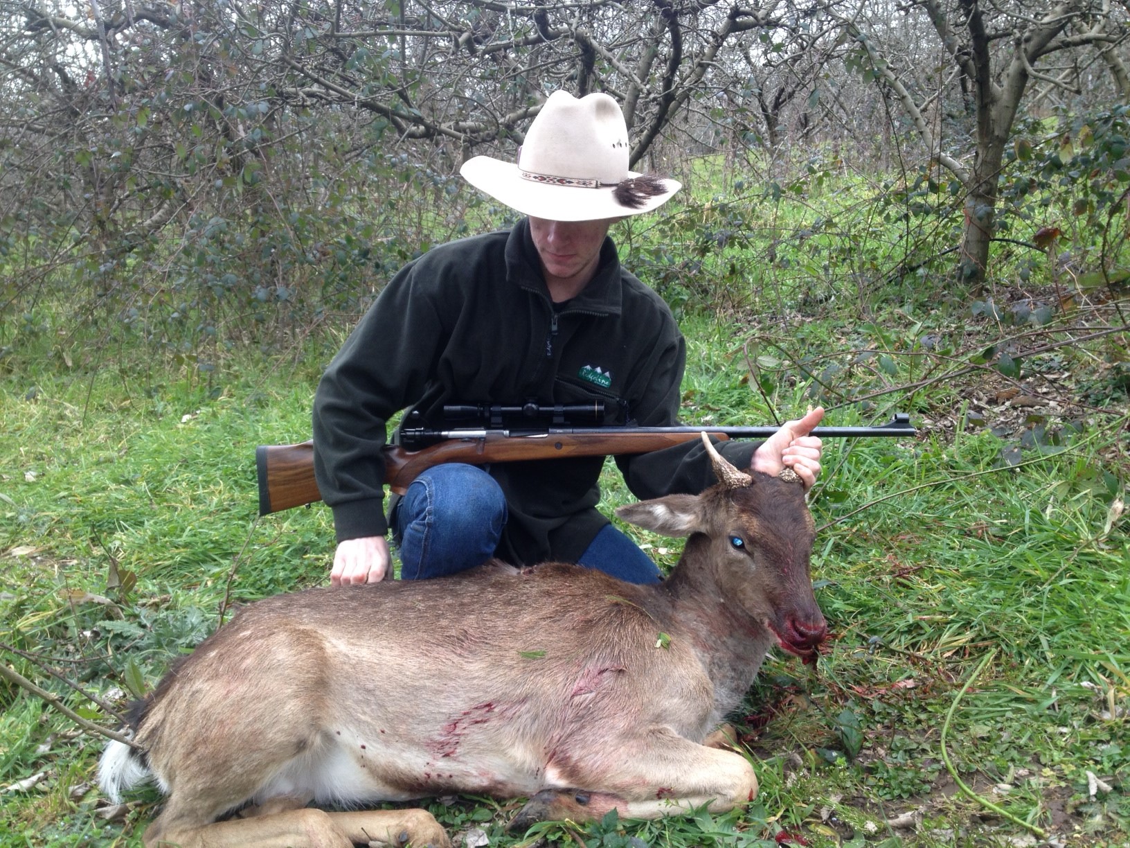 deer.JPG