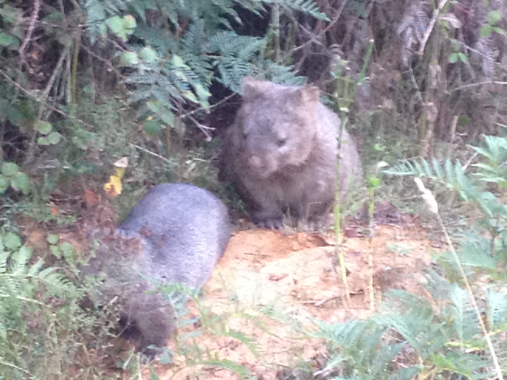 wombat1.JPG