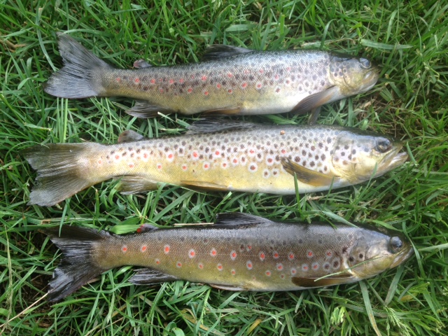 fish.JPG