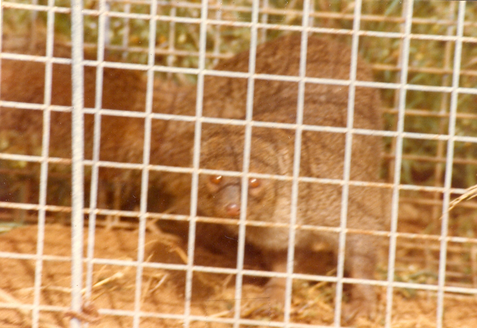 mongoose 2.jpg