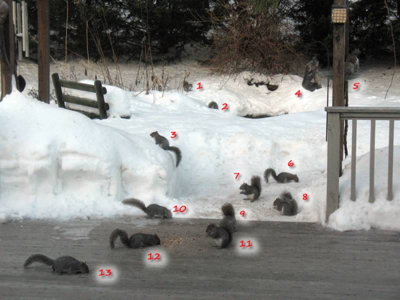 13_squirrels.jpg
