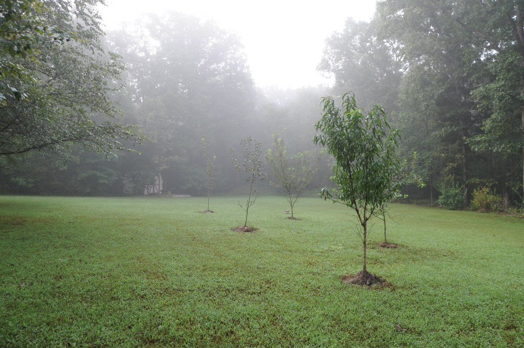 fog rise.jpg