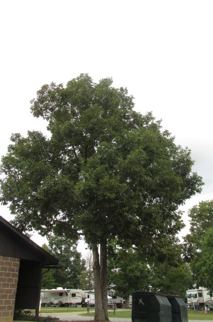 181007 002 tree 1 folage 001.jpg