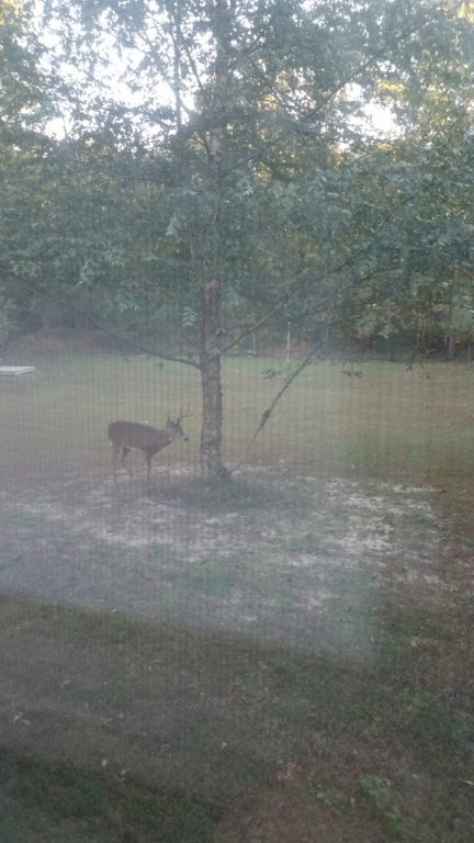 back yard.jpg