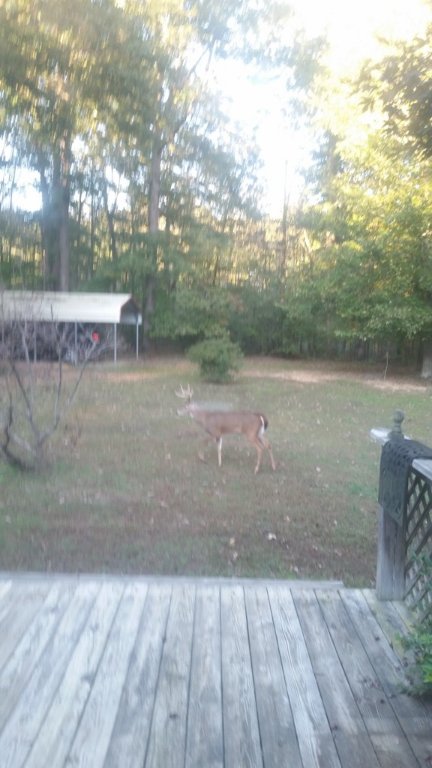 front yard.jpg