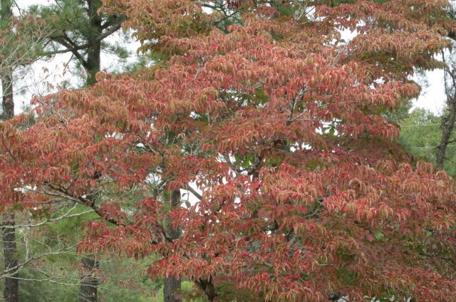 181025 001 dogwoods 002.jpg