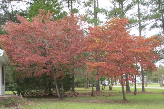 181025 001 dogwoods 001.jpg