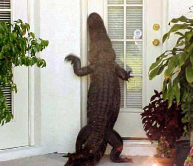 The Visitor.jpg