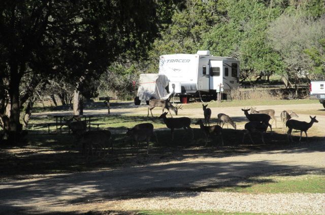 190128 002 Medina Deer 001.jpg