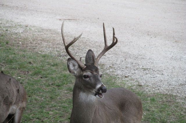 190130 002 Medina Deer 006d.jpg