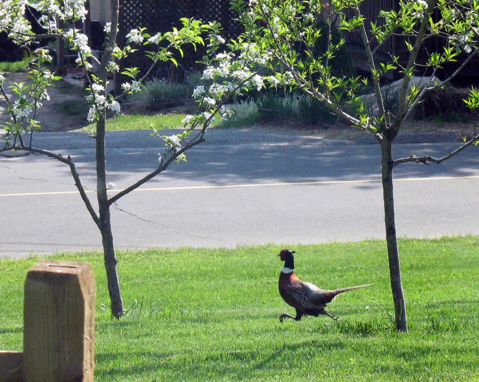Front Yard