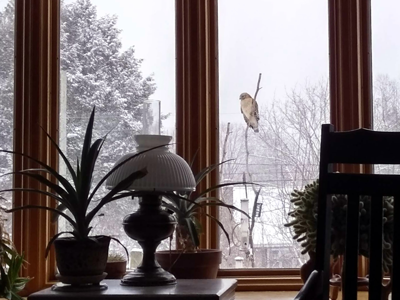 Hawk on Bird Feeder From Picture Window 03-02-2019.jpg