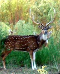 Axis Deer.jpg