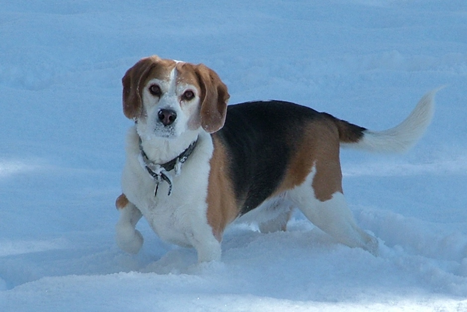 maxinsnow3.jpg