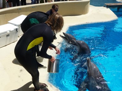 Feeding-Dolphins2.jpg