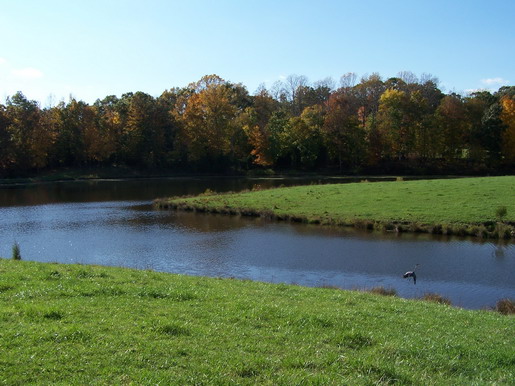 farm pond heaven.jpg