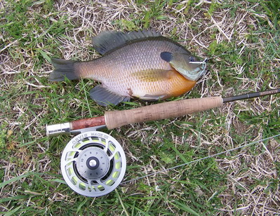 6wt bream at the pond.jpg