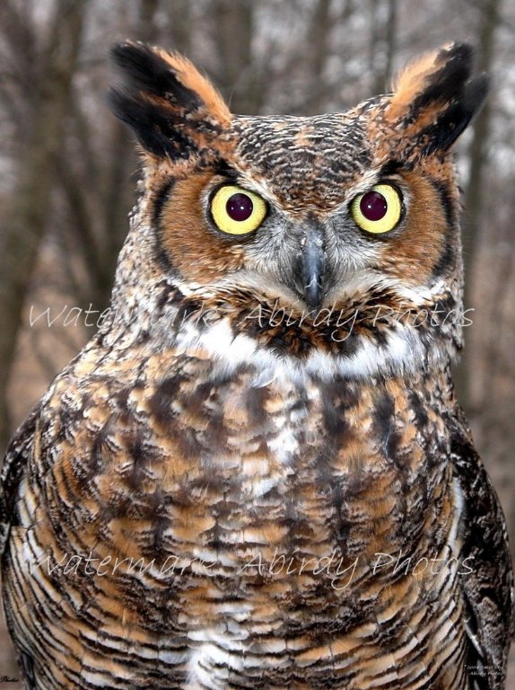 owl.jpg