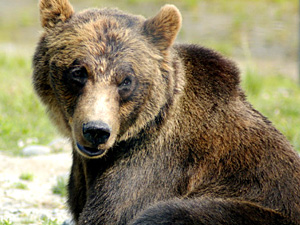 EE Bear.jpg