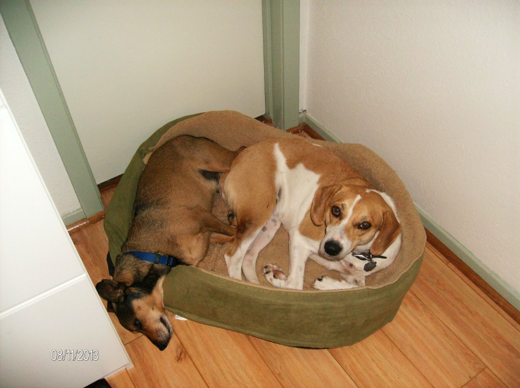 Dingo n' Doxy.JPG