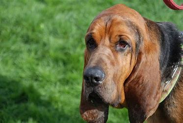 Hound Dog.jpg