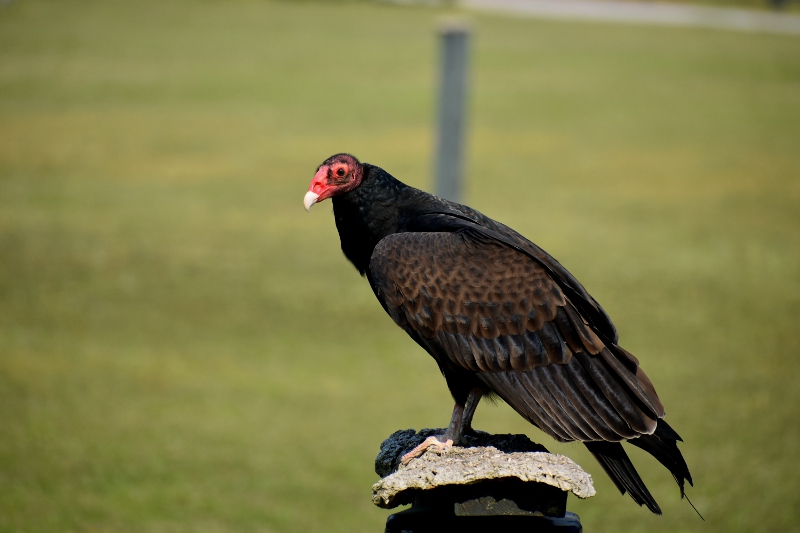vulture2.JPG