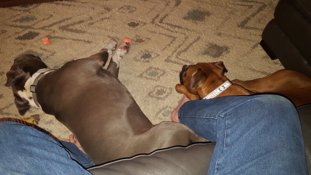 Guard dogs