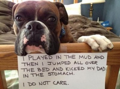 _guilty-dogs-16.jpg