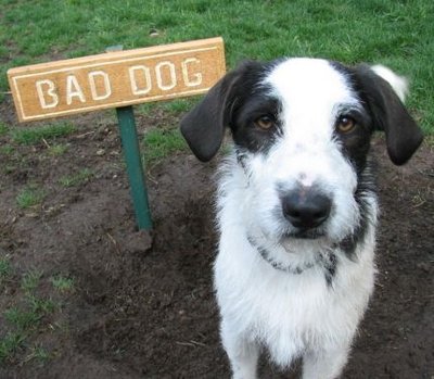 _bad-dog.jpg